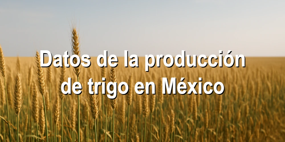 Datos de la producción de trigo en México