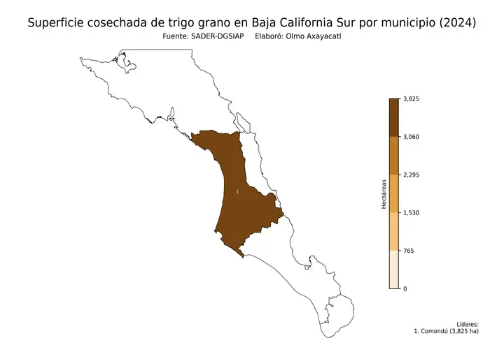 Superficie cosechada de trigo en Baja California Sur por municipio