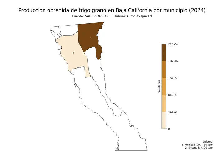 Producción obtenida de trigo en Baja California por municipio