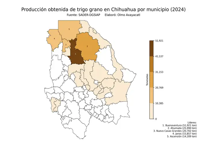 Producción obtenida de trigo en Chihuahua por municipio
