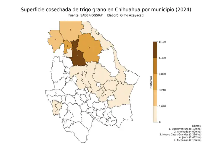 Superficie cosechada de trigo en Chihuahua por municipio