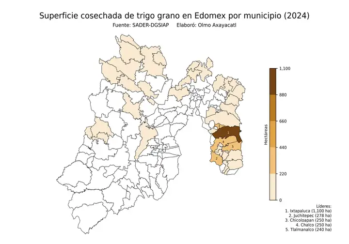 Superficie cosechada de trigo en Estado de México por municipio