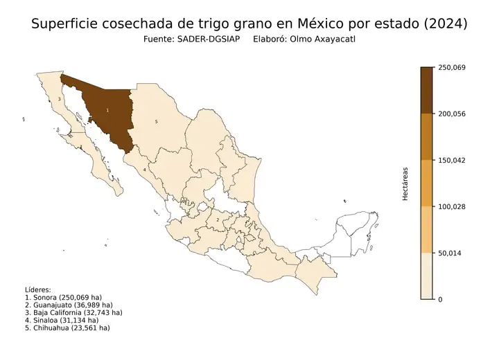 Superficie cosechada de trigo en México por estado