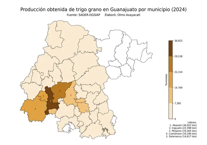 Producción obtenida de trigo en Guanajuato por municipio