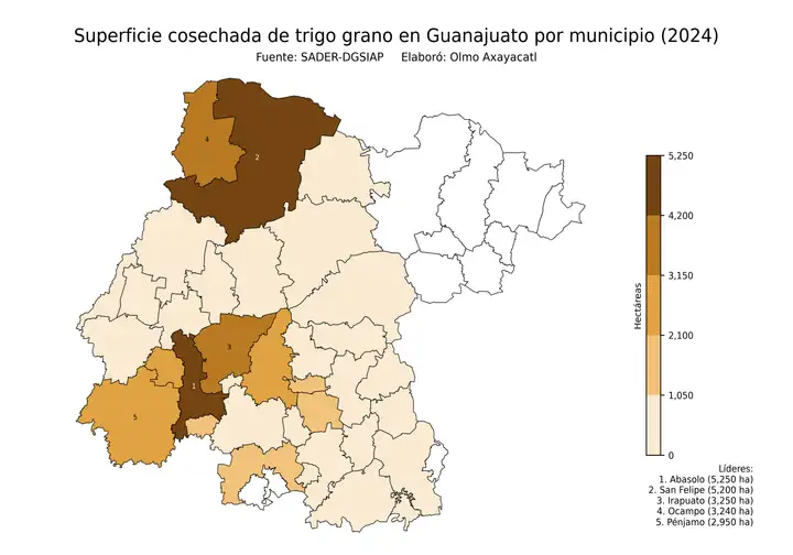 Superficie cosechada de trigo en Guanajuato por municipio