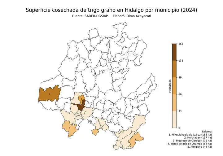 Superficie cosechada de trigo en Hidalgo por municipio