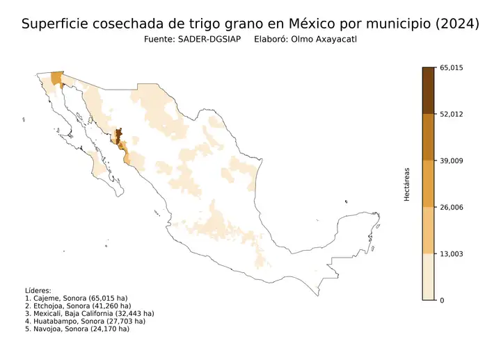 Superficie cosechada de trigo en México por municipio