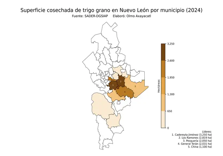 Superficie cosechada de trigo en Nuevo León por municipio
