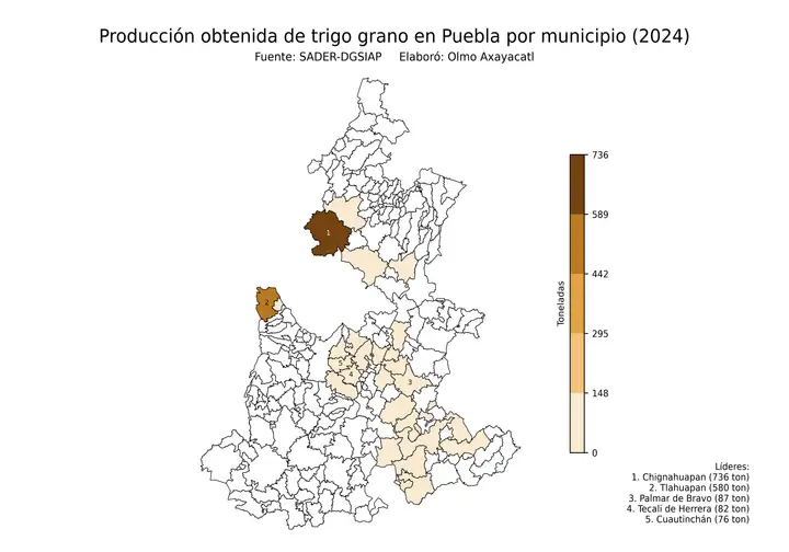 Producción obtenida de trigo en Puebla por municipio