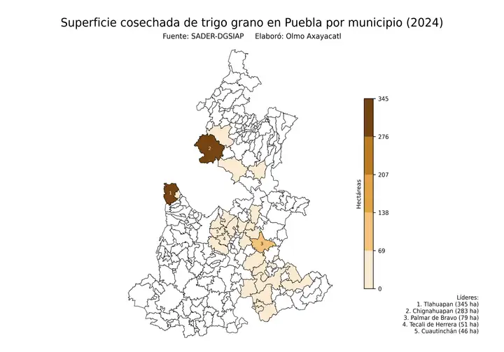 Superficie cosechada de trigo en Puebla por municipio
