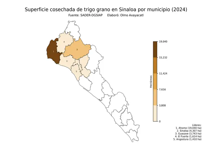 Superficie cosechada de trigo en Sinaloa por municipio