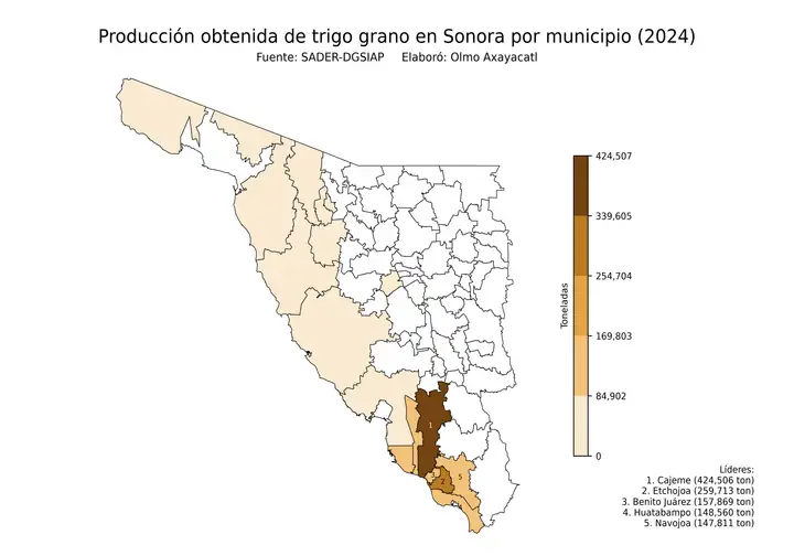 Producción obtenida de trigo en Sonora por municipio