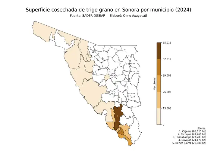 Superficie cosechada de trigo en Sonora por municipio