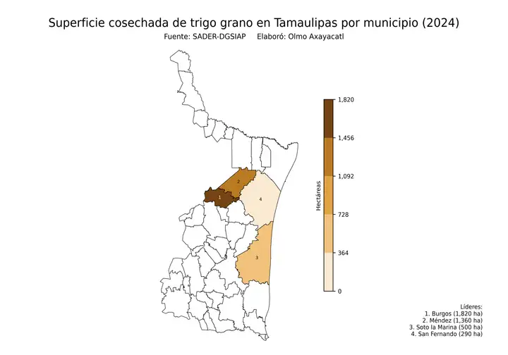 Superficie cosechada de trigo en Tamaulipas por municipio
