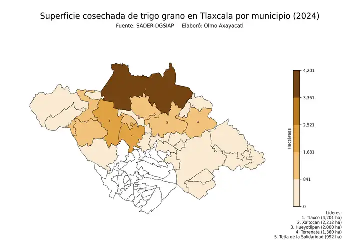 Superficie cosechada de trigo en Tlaxcala por municipio