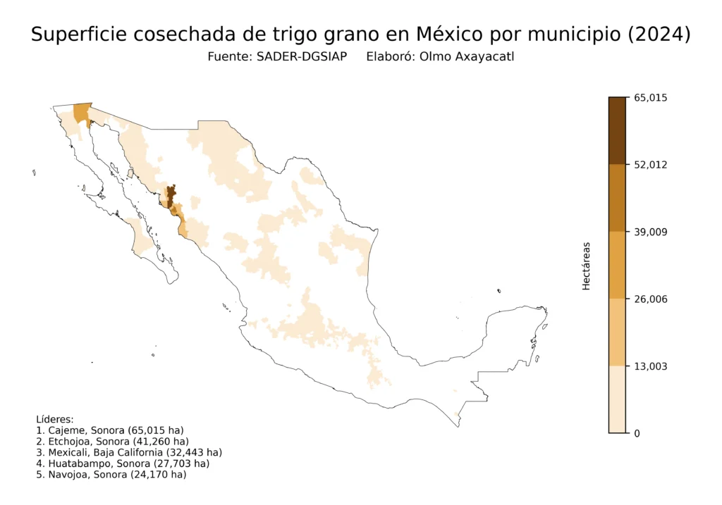 México Producción Agrícola Trigo grano (Municipios Superficie)